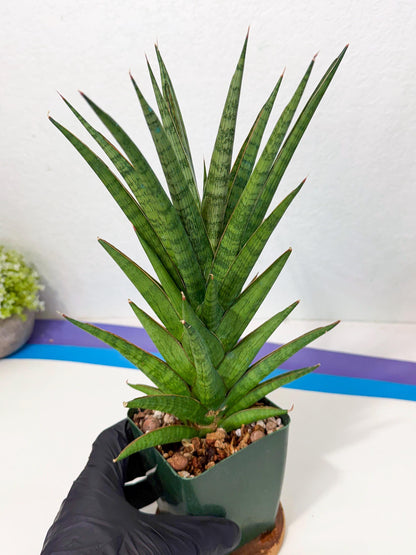 Sansevieria Rock Man (XL1) (b) | Rare Hybrids