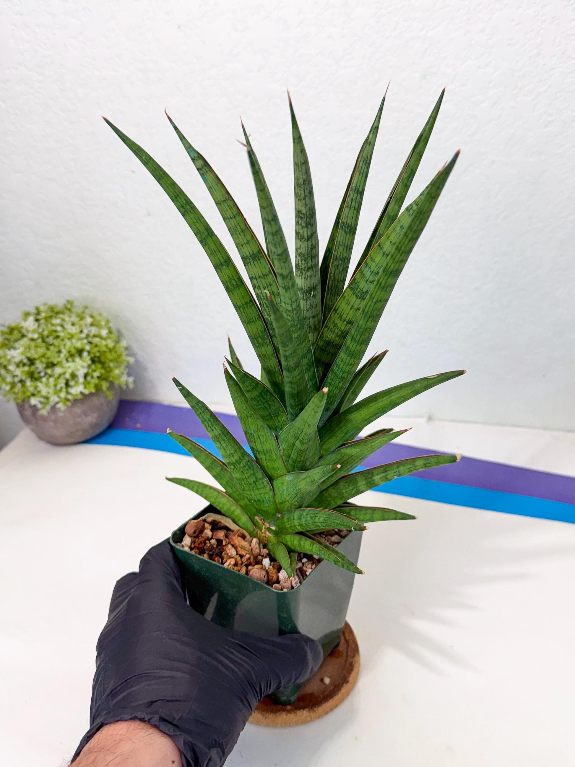 Sansevieria Rock Man (XL1) (b) | Rare Hybrids