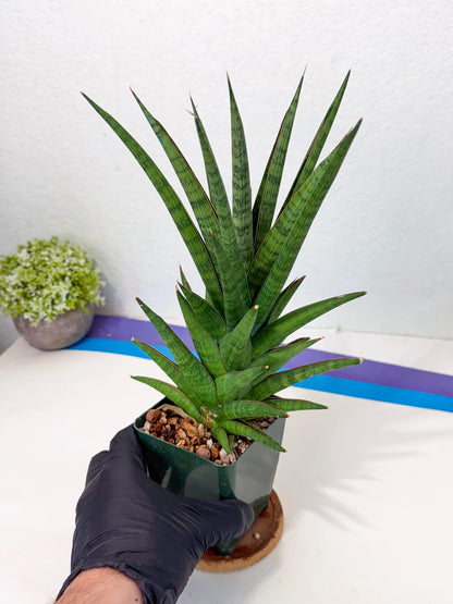 Sansevieria Rock Man (XL1) (b) | Rare Hybrids