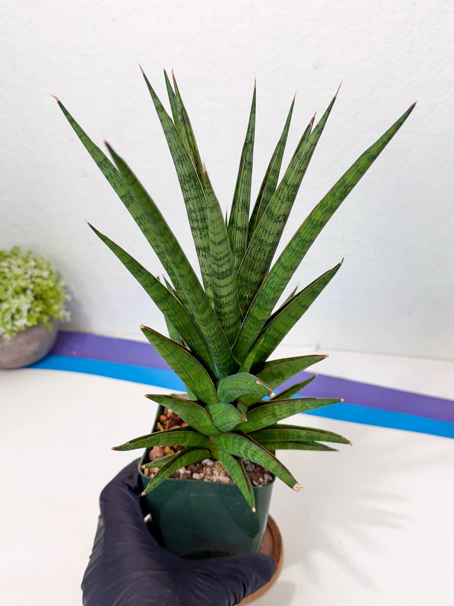 Sansevieria Rock Man (XL1) (b) | Rare Hybrids