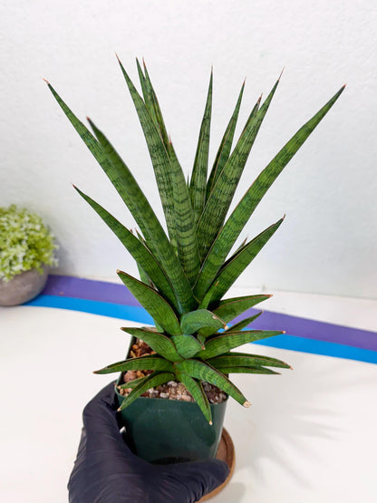 Sansevieria Rock Man (XL1) (b) | Rare Hybrids