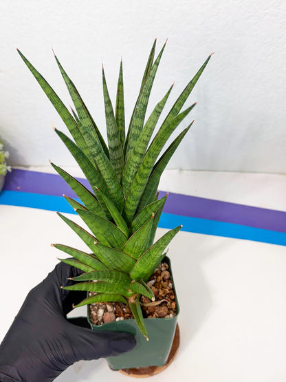Sansevieria Rock Man (XL1) (b) | Rare Hybrids
