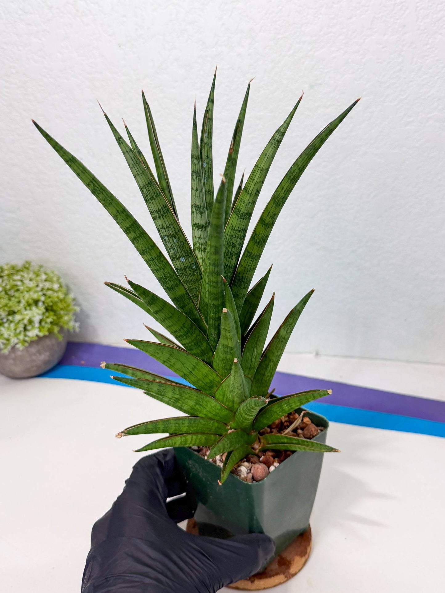 Sansevieria Rock Man (XL1) (b) | Rare Hybrids