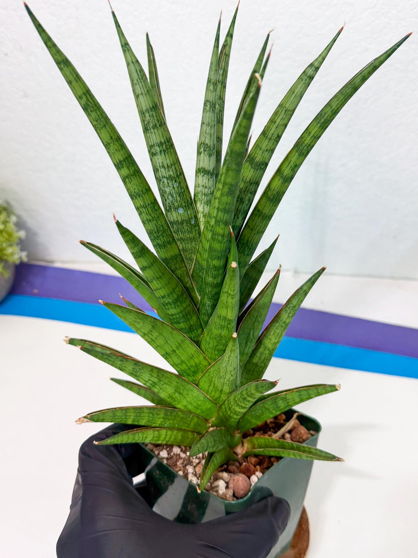 Sansevieria Rock Man (XL1) (b) | Rare Hybrids