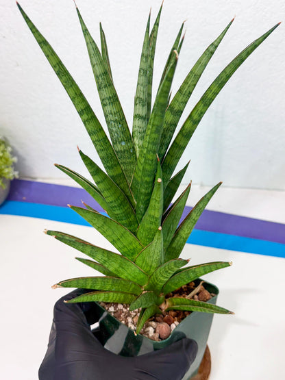 Sansevieria Rock Man (XL1) (b) | Rare Hybrids