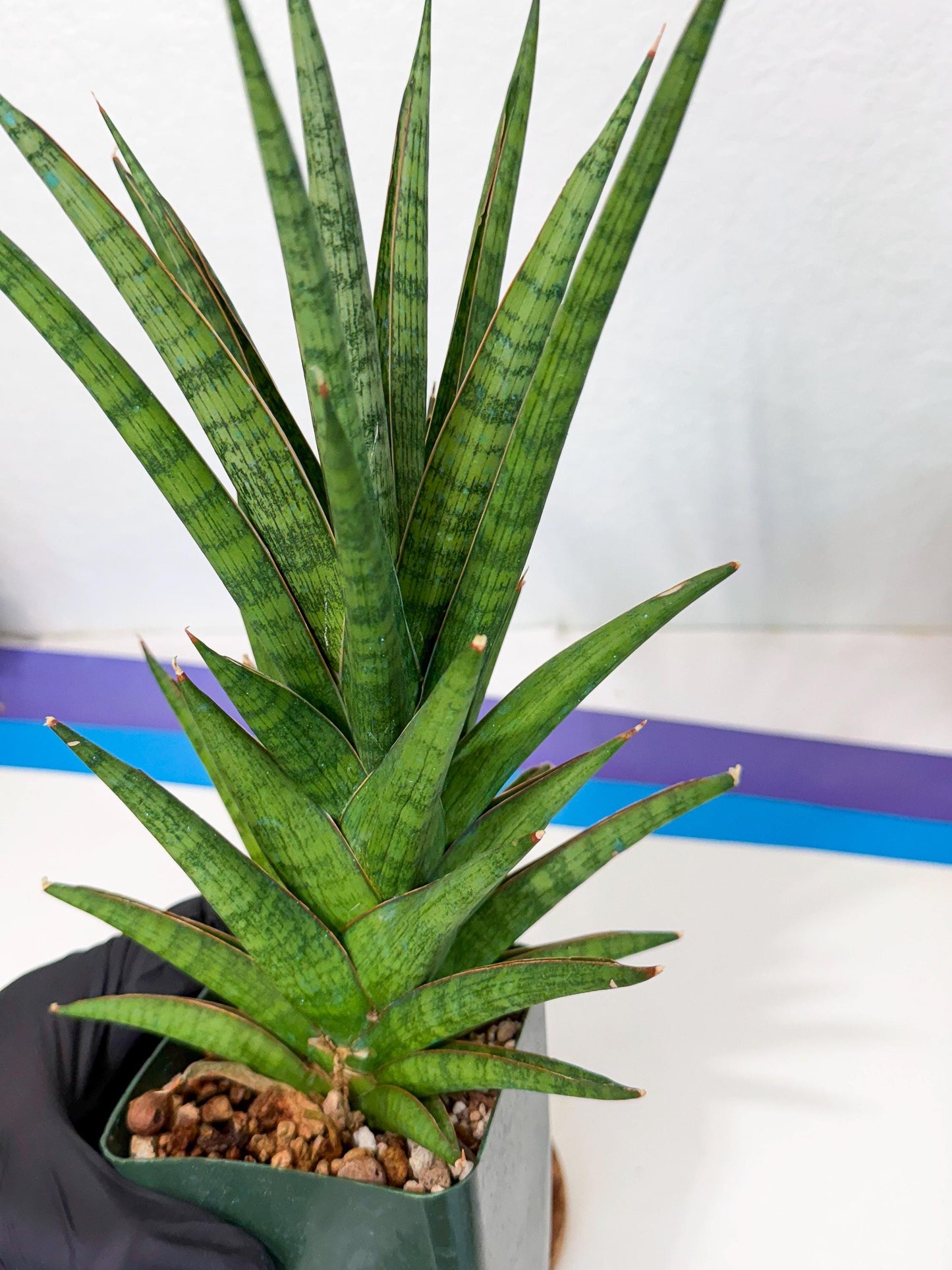 Sansevieria Rock Man (XL1) (b) | Rare Hybrids