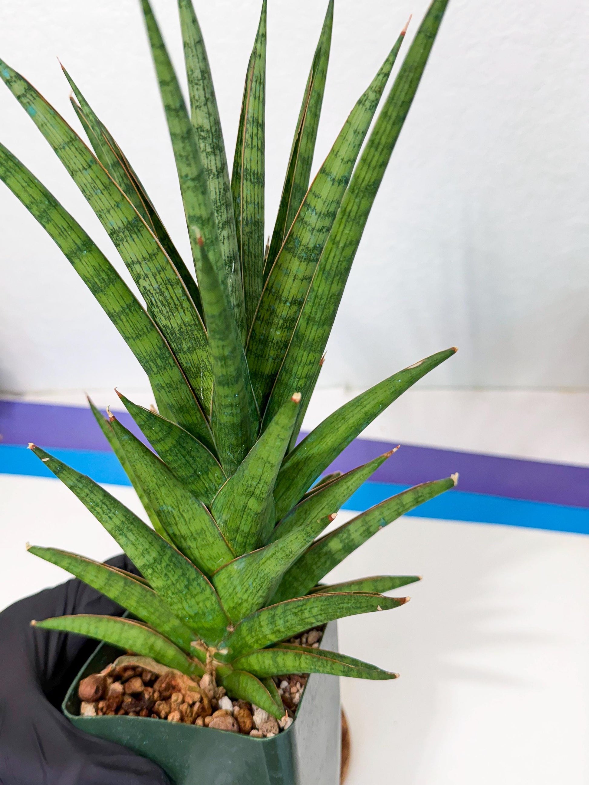 Sansevieria Rock Man (XL1) (b) | Rare Hybrids
