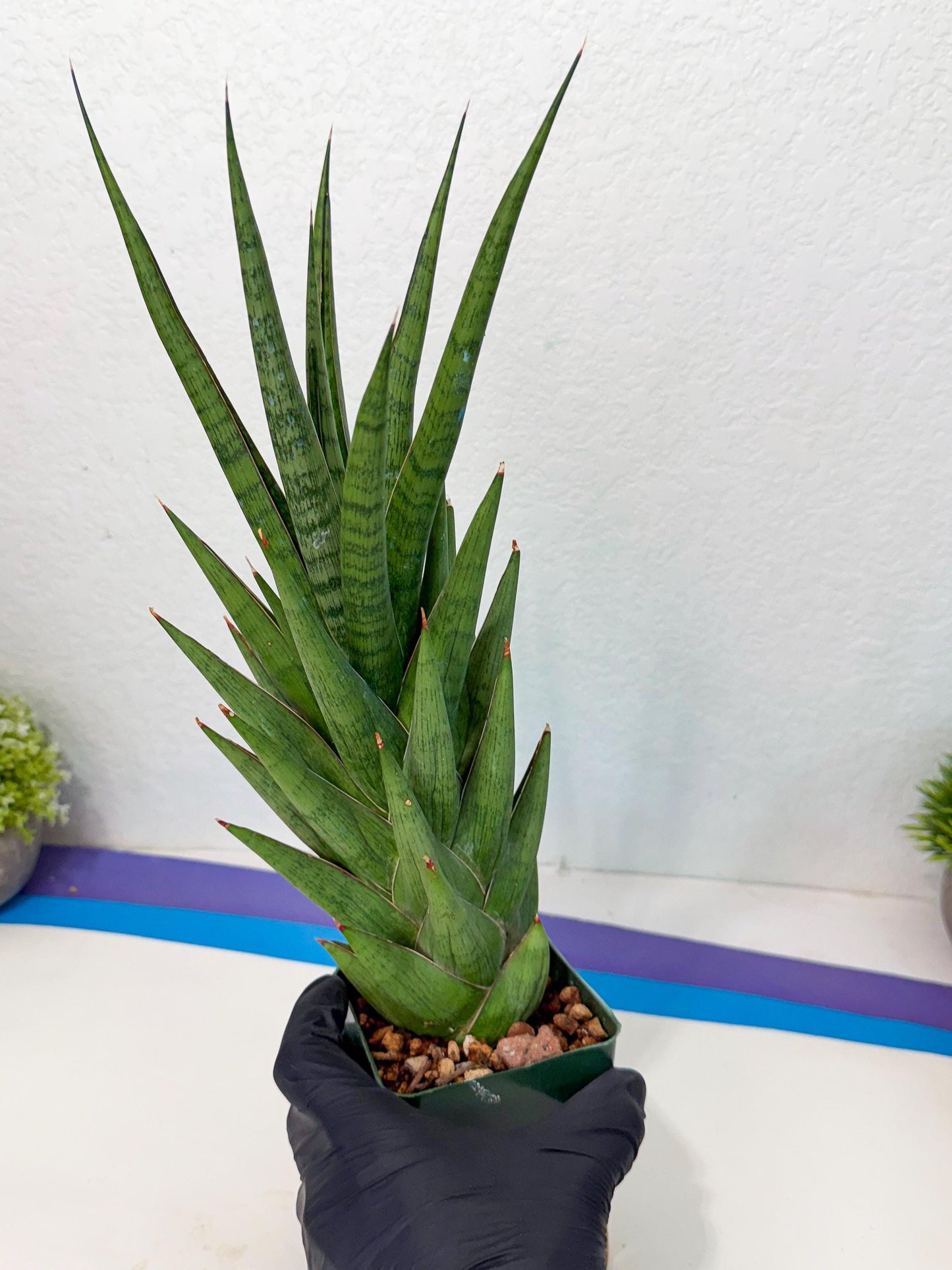 Sansevieria Rock Man (XL1) (p) | Rare Hybrids