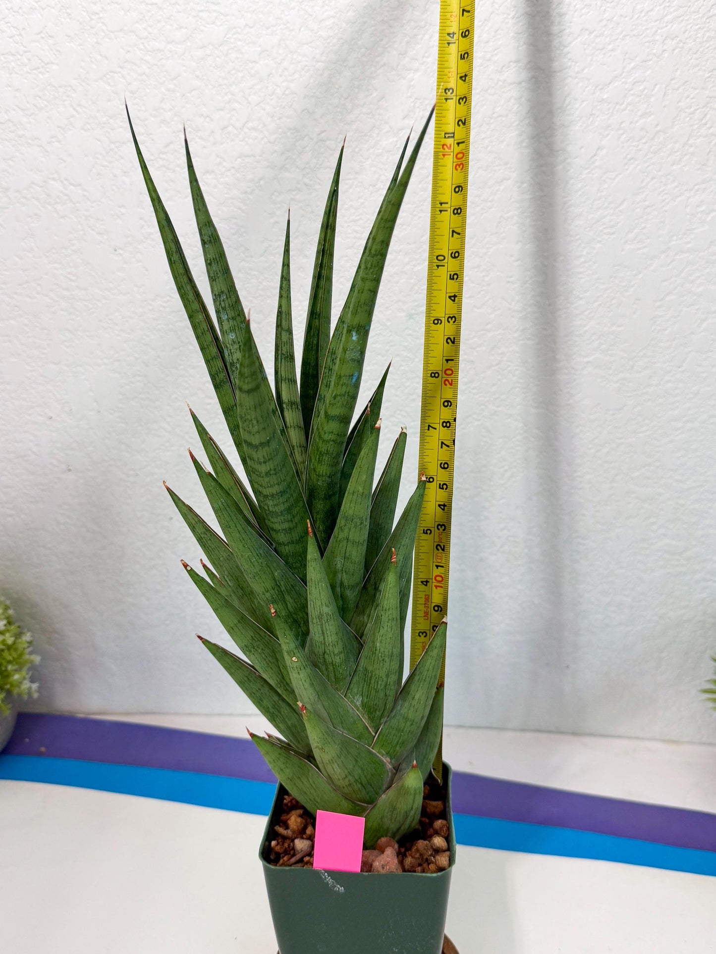 Sansevieria Rock Man (XL1) (p) | Rare Hybrids