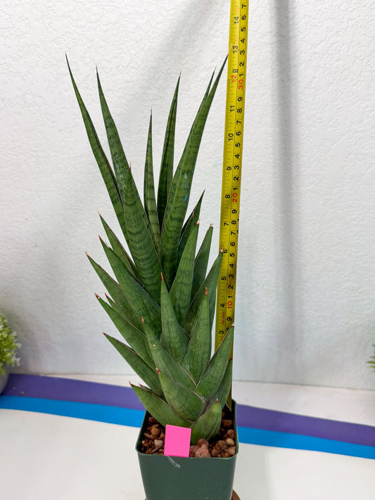 Sansevieria Rock Man (p) | Rare Hybrids