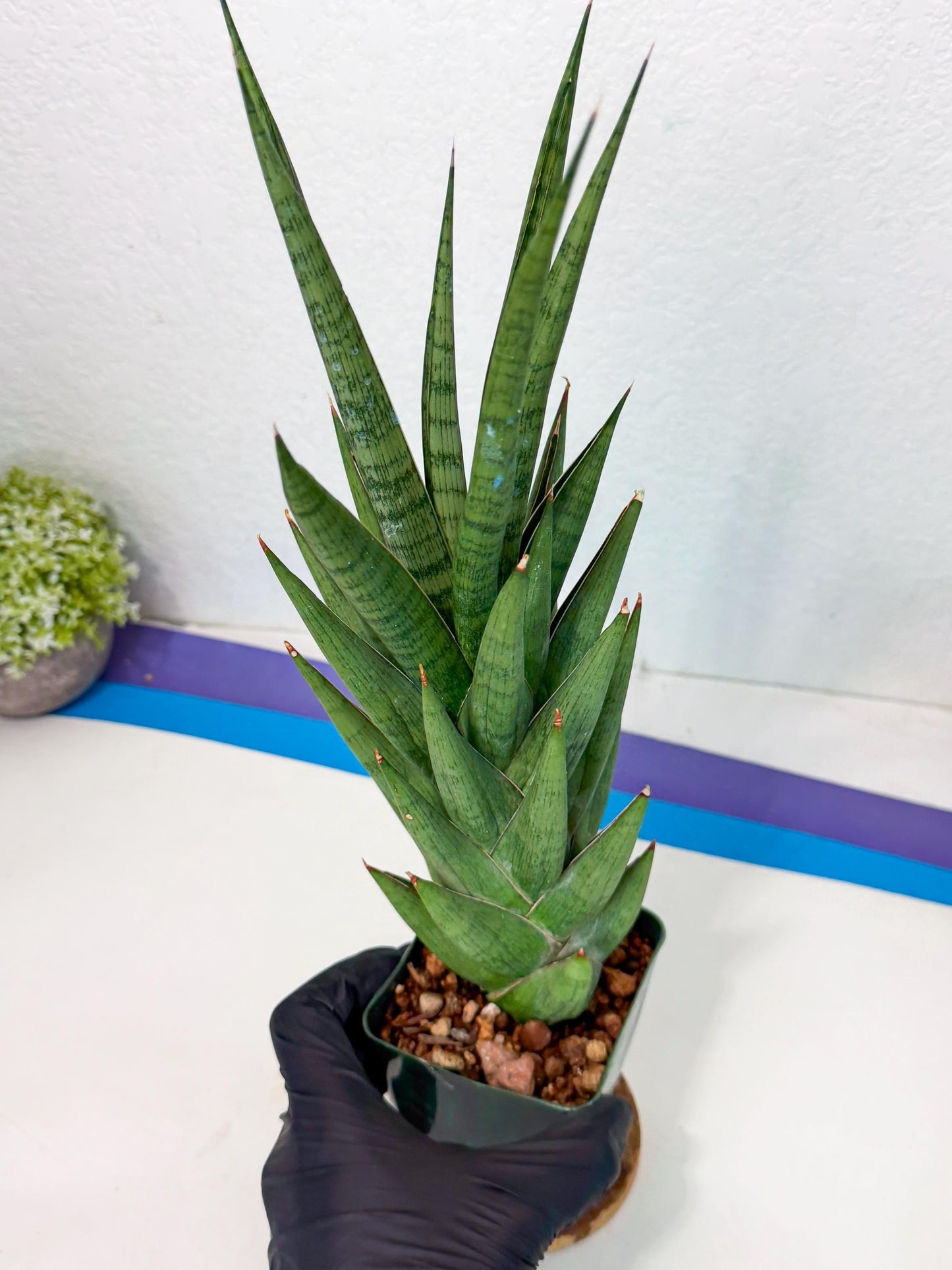 Sansevieria Rock Man (XL1) (p) | Rare Hybrids