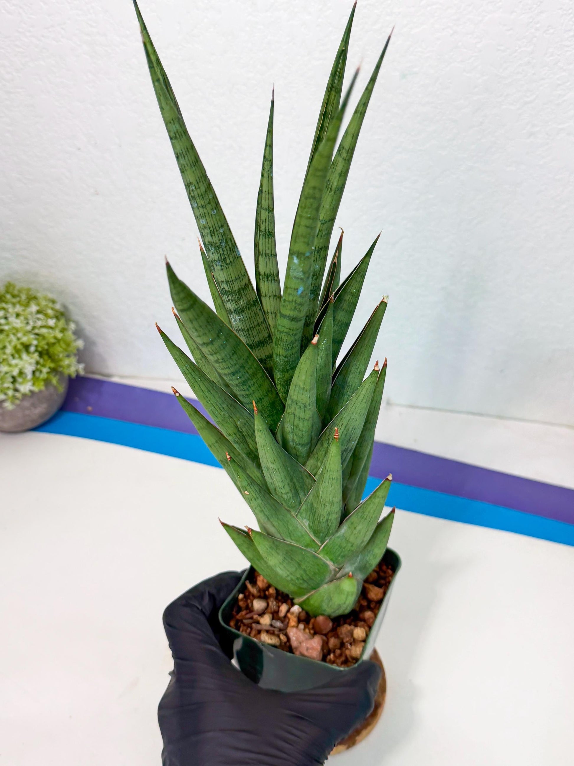 Sansevieria Rock Man (XL1) (p) | Rare Hybrids