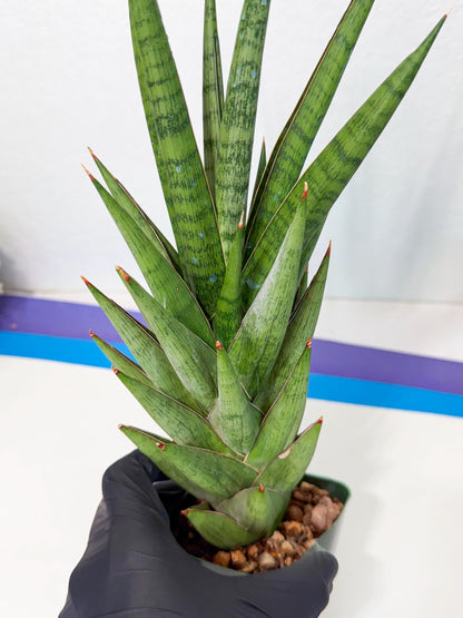 Sansevieria Rock Man (XL1) (p) | Rare Hybrids