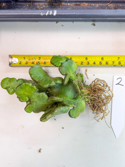 Eupho Leucodendron Cristata (2) | Exotic Rare Plant