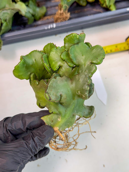Eupho Leucodendron Cristata (4) | Exotic Rare Plant
