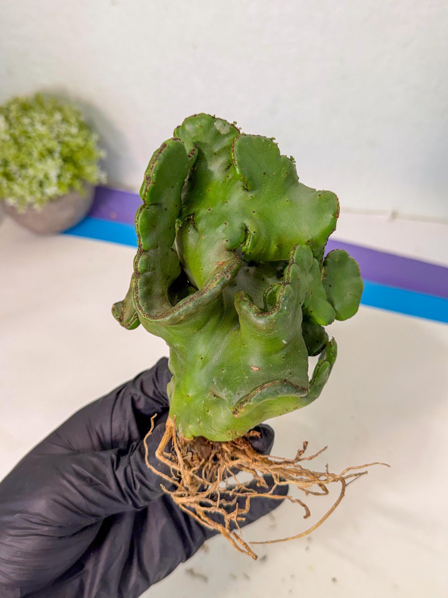 Eupho Leucodendron Cristata (4) | Exotic Rare Plant