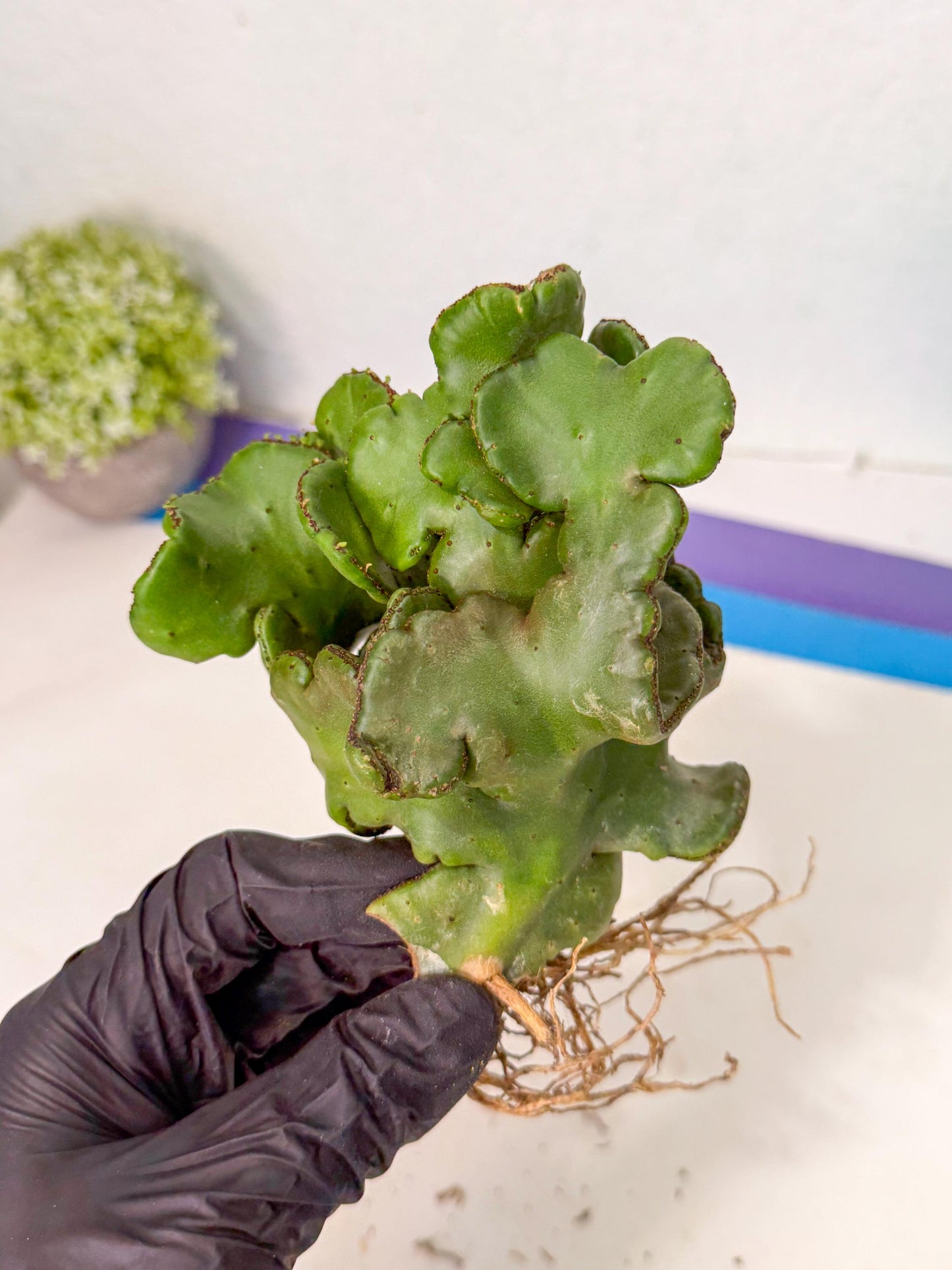 Eupho Leucodendron Cristata (4) | Exotic Rare Plant