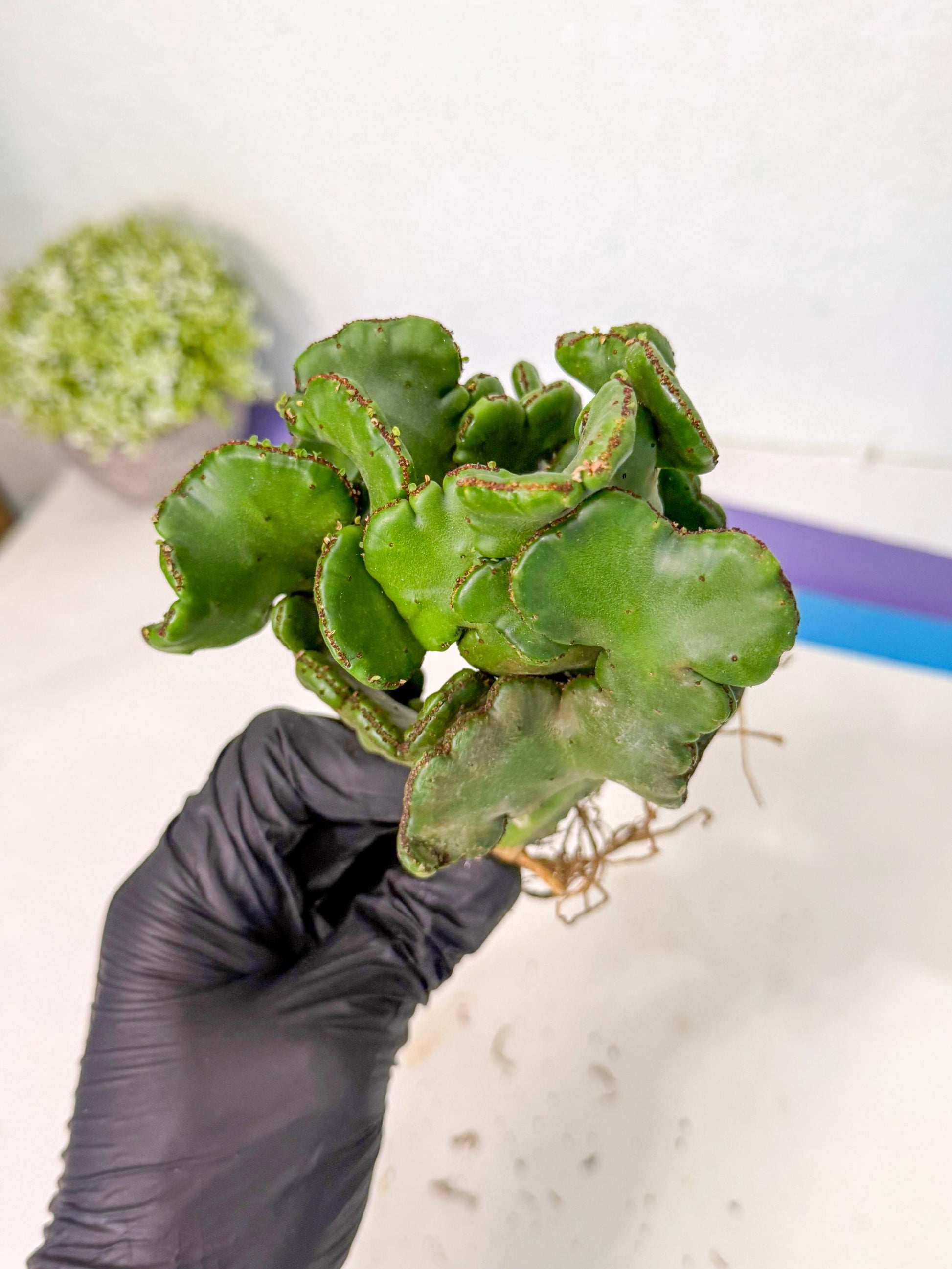 Eupho Leucodendron Cristata (4) | Exotic Rare Plant