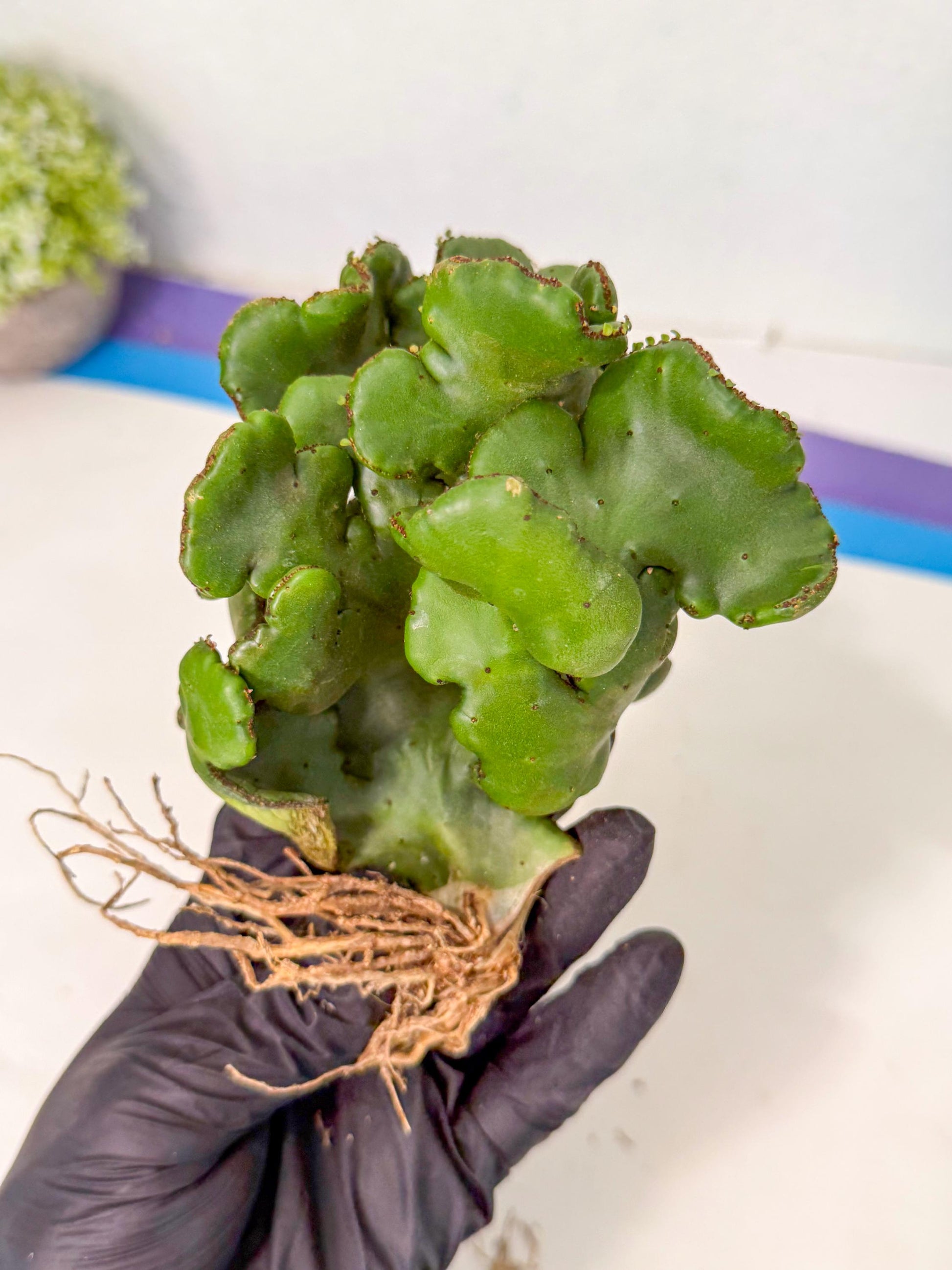Eupho Leucodendron Cristata (4) | Exotic Rare Plant