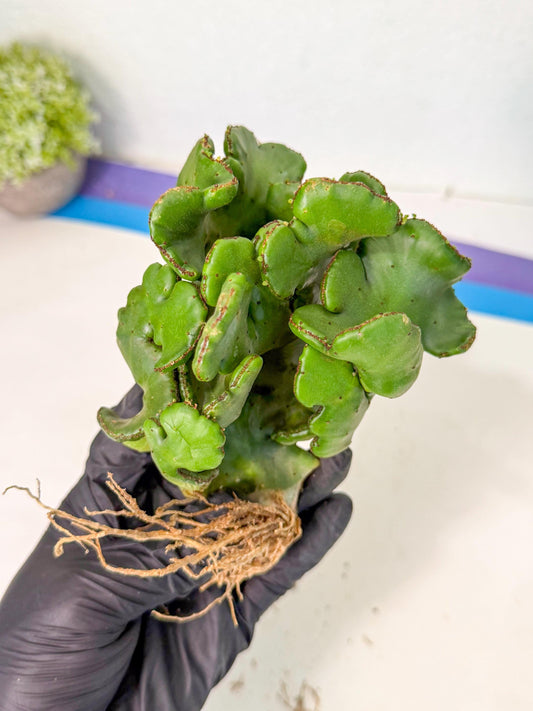 Eupho Leucodendron Cristata (4) | Exotic Rare Plant