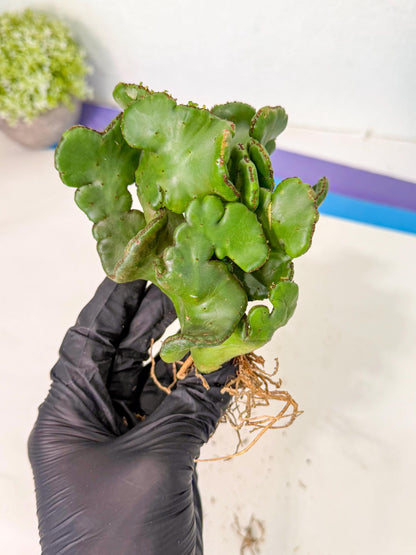 Eupho Leucodendron Cristata (4) | Exotic Rare Plant