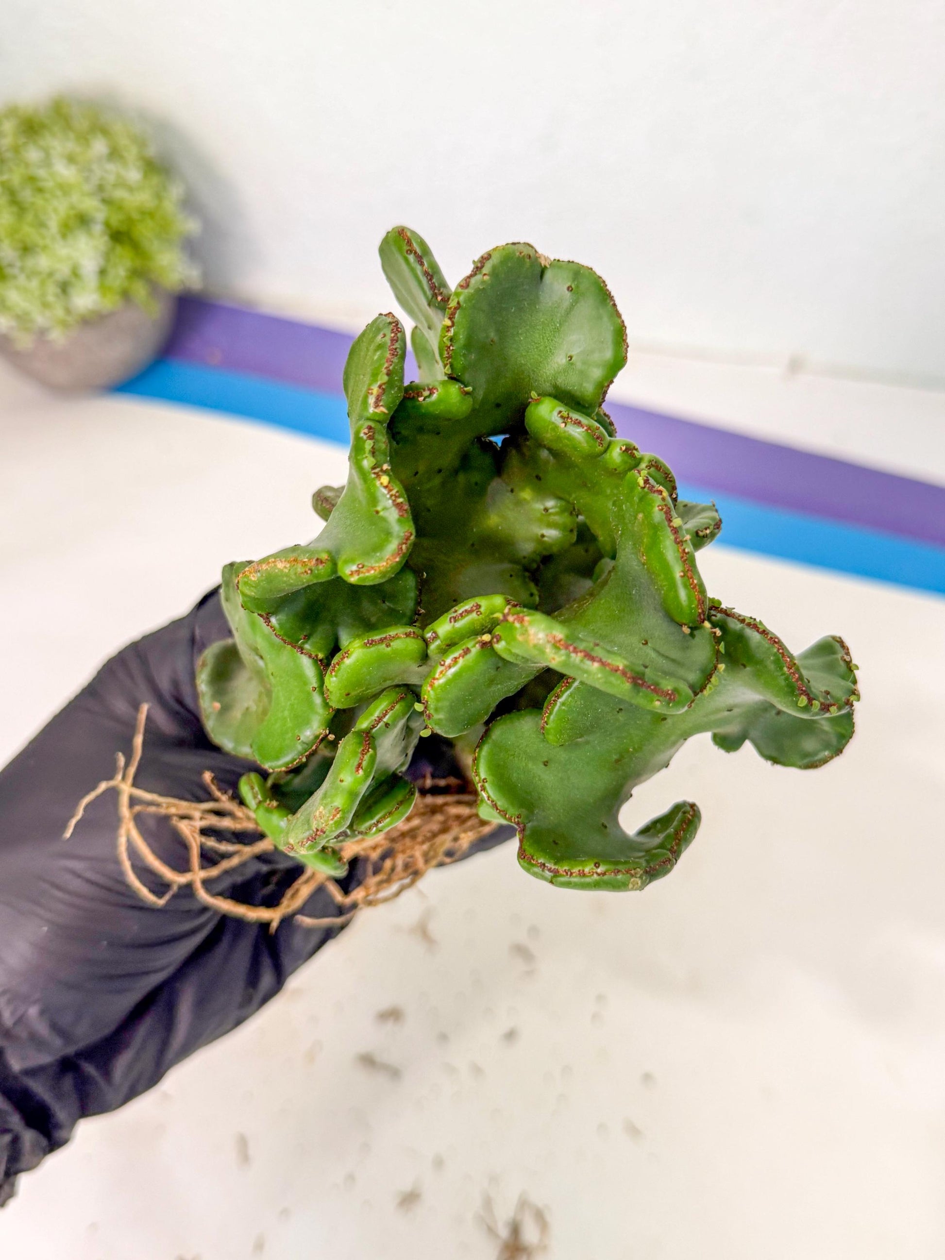Eupho Leucodendron Cristata (4) | Exotic Rare Plant