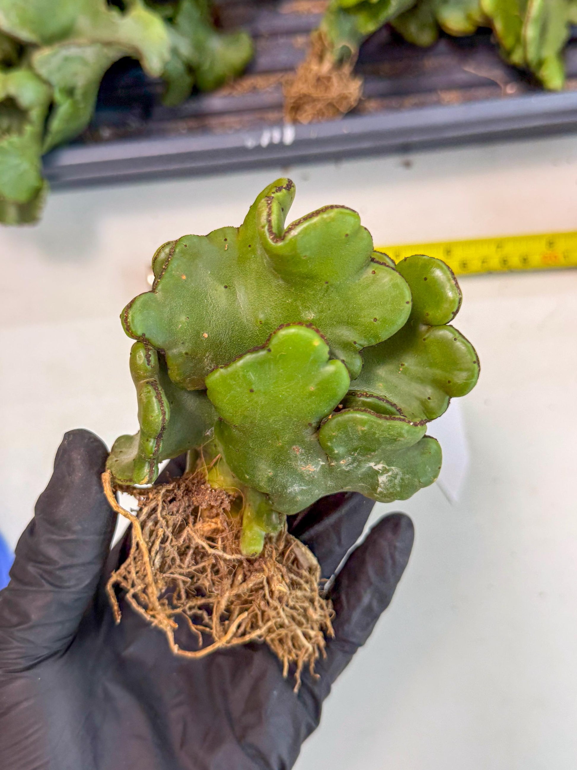 Eupho Leucodendron Cristata (5) | Exotic Rare Plant