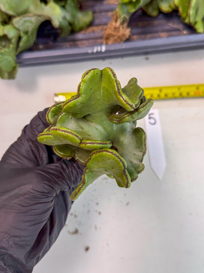 Eupho Leucodendron Cristata (5) | Exotic Rare Plant