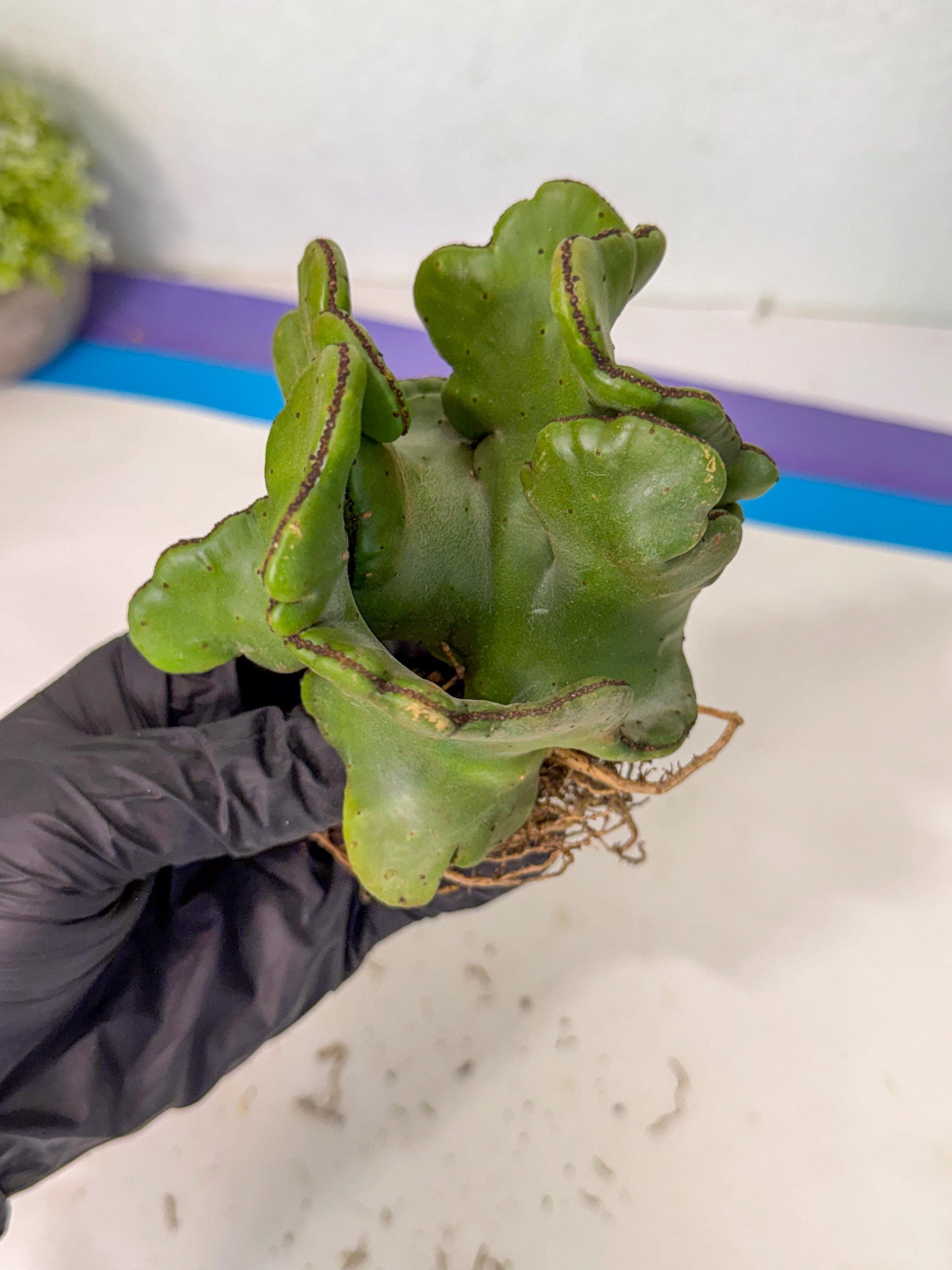 Eupho Leucodendron Cristata (5) | Exotic Rare Plant