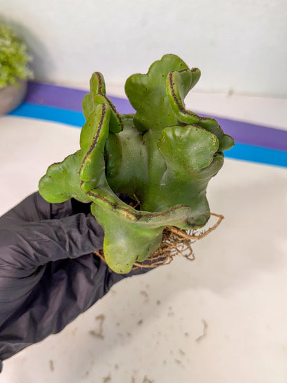 Eupho Leucodendron Cristata (5) | Exotic Rare Plant