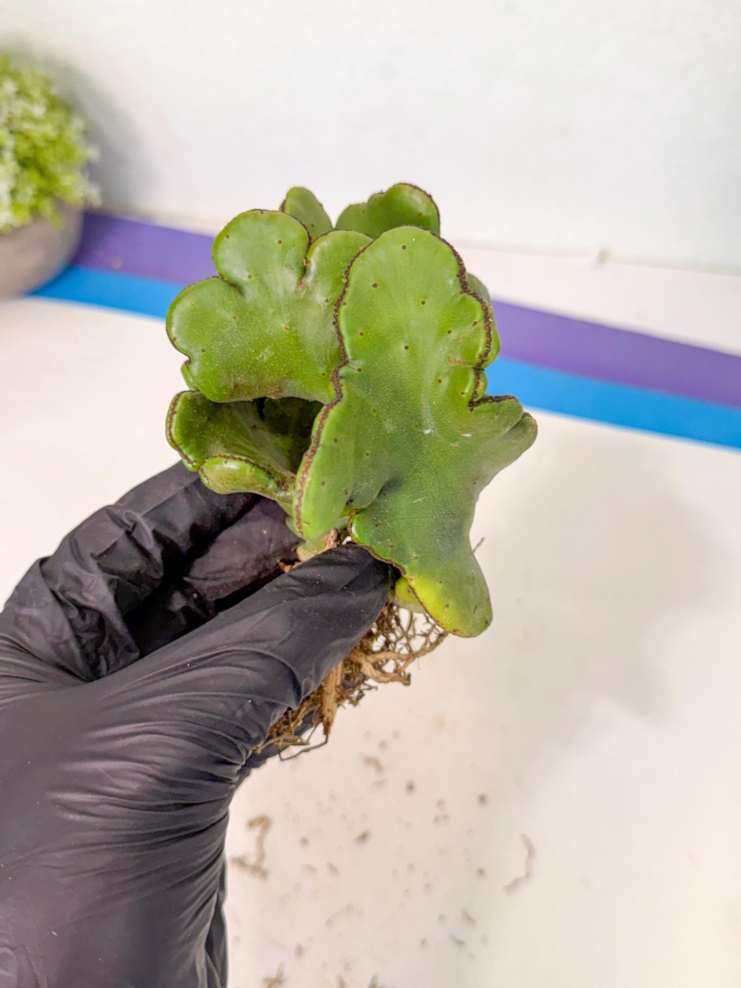 Eupho Leucodendron Cristata (5) | Exotic Rare Plant