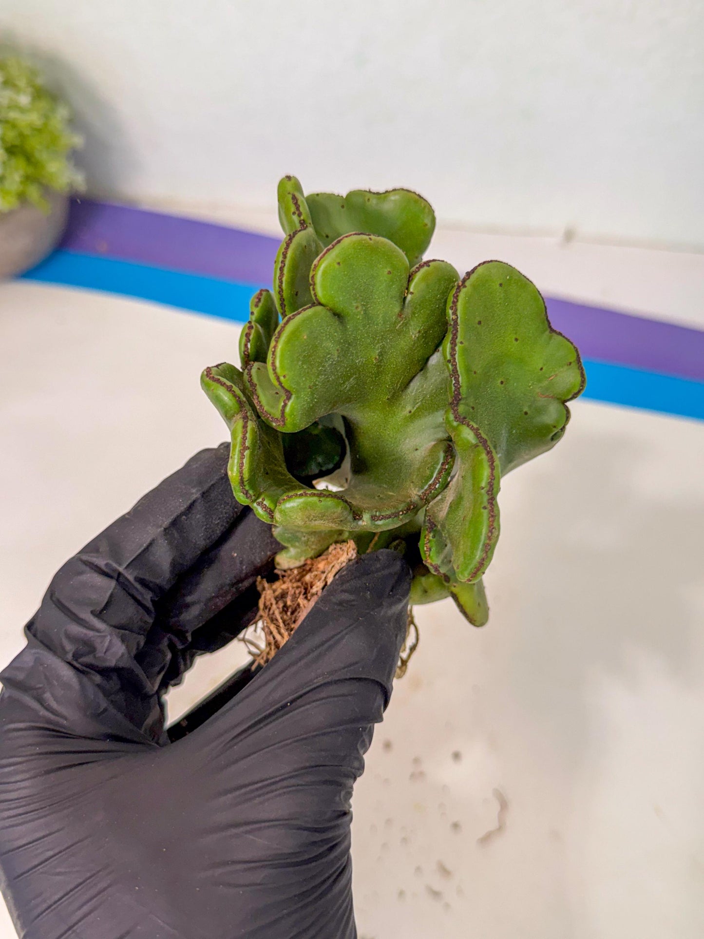 Eupho Leucodendron Cristata (5) | Exotic Rare Plant