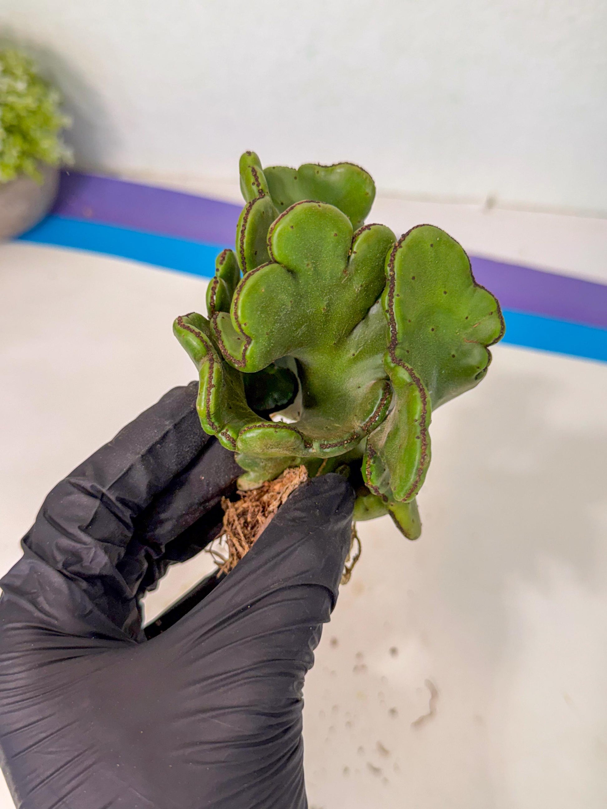 Eupho Leucodendron Cristata (5) | Exotic Rare Plant