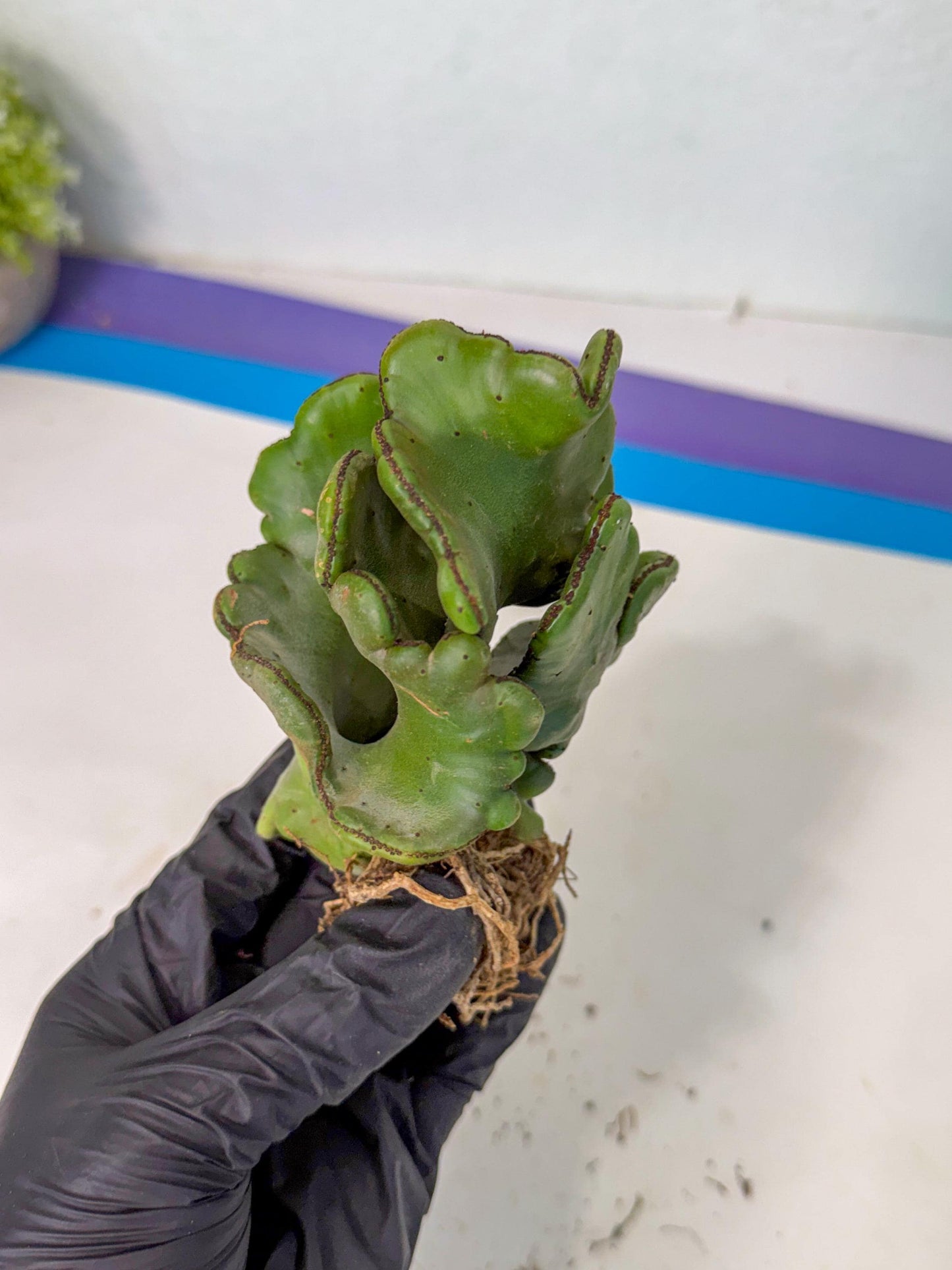 Eupho Leucodendron Cristata (5) | Exotic Rare Plant