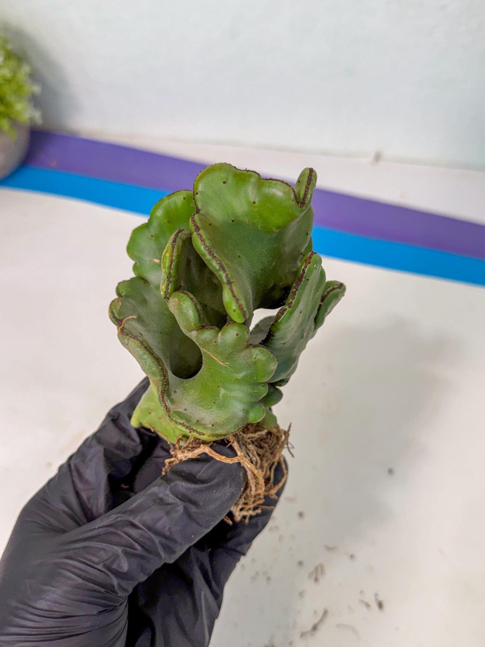 Eupho Leucodendron Cristata (5) | Exotic Rare Plant
