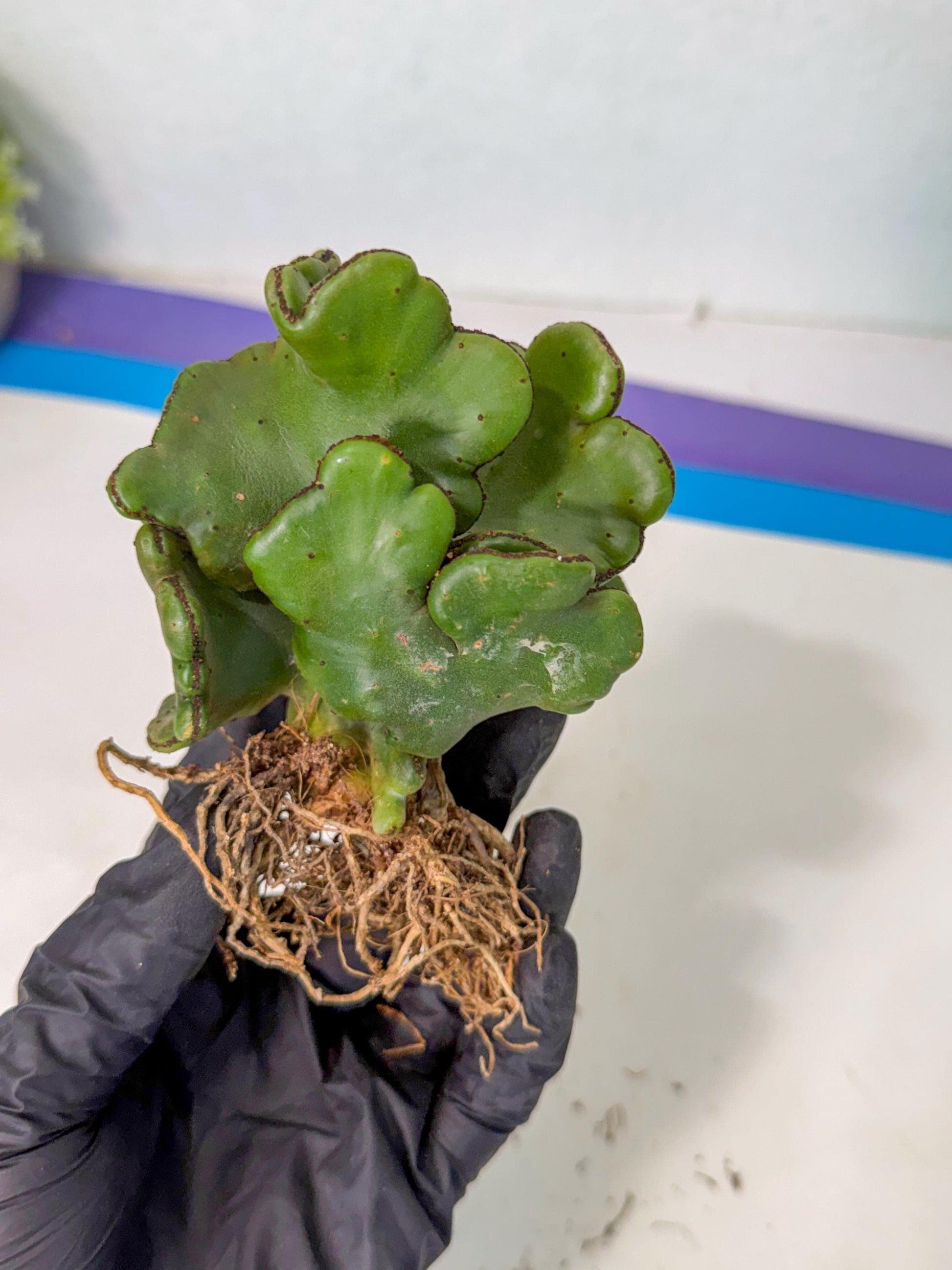 Eupho Leucodendron Cristata (5) | Exotic Rare Plant