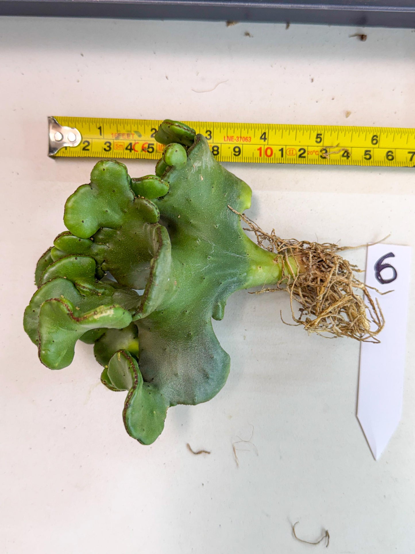 Eupho Leucodendron Cristata (6) | Exotic Rare Plant
