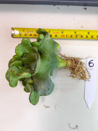 Eupho Leucodendron Cristata (6) | Exotic Rare Plant