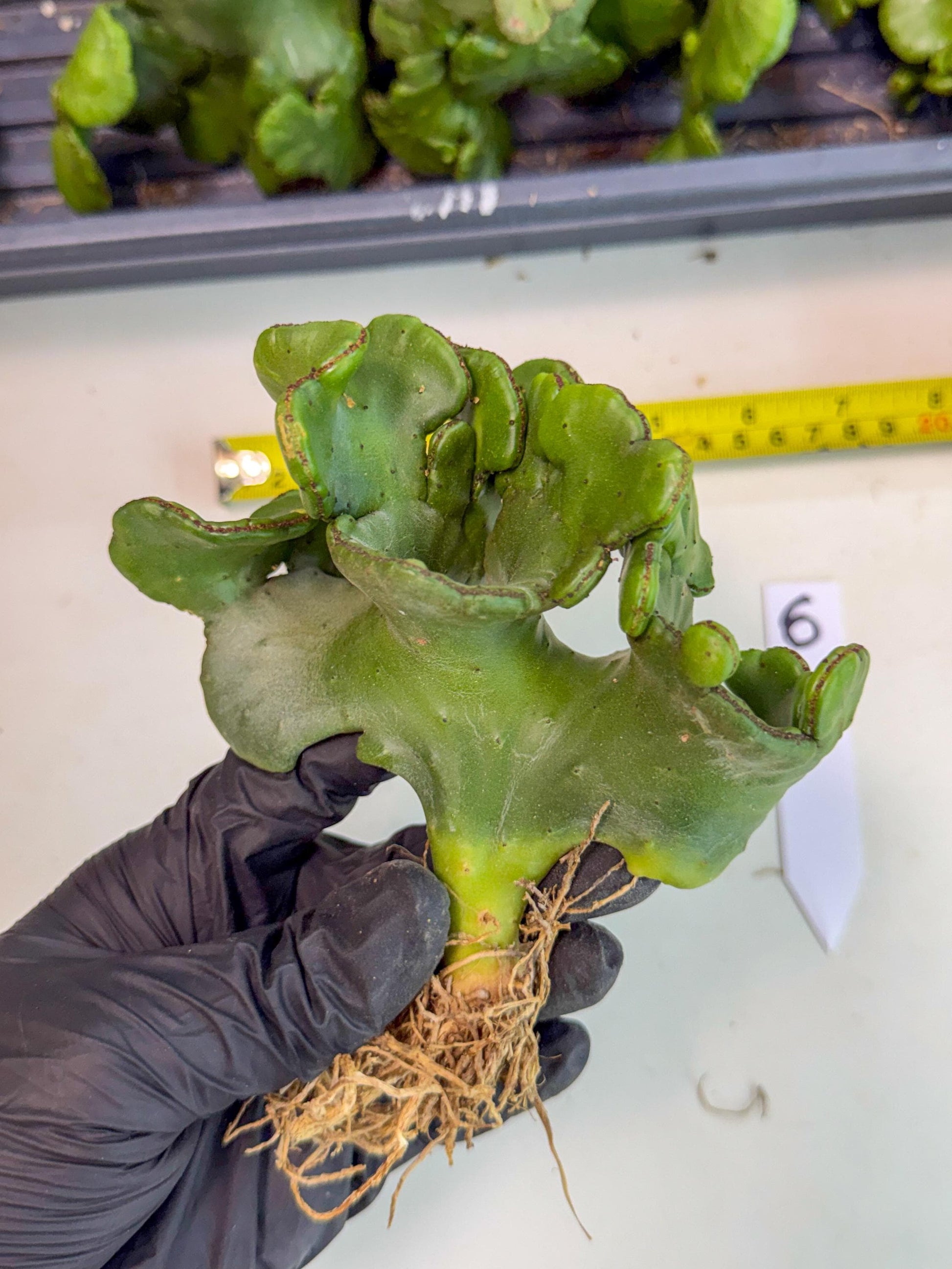 Eupho Leucodendron Cristata (6) | Exotic Rare Plant