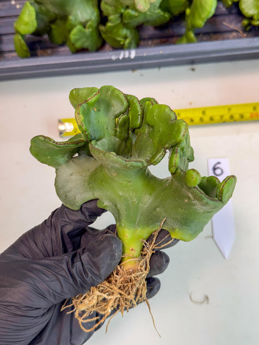 Eupho Leucodendron Cristata (6) | Exotic Rare Plant