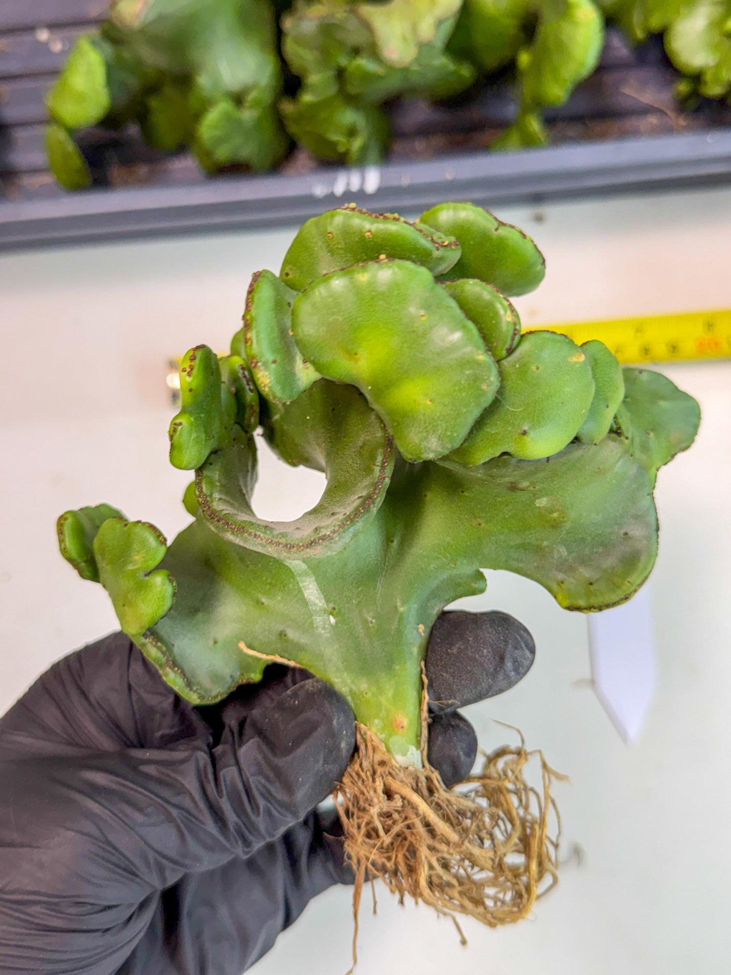 Eupho Leucodendron Cristata (6) | Exotic Rare Plant