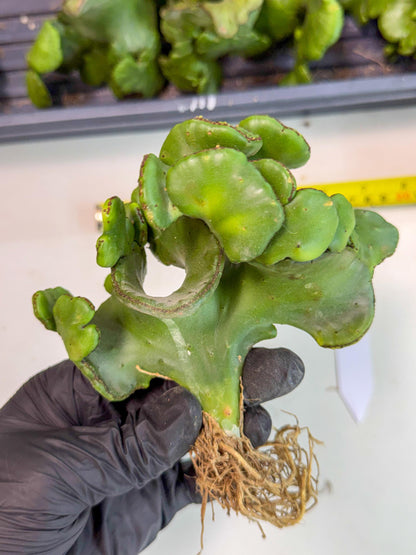 Eupho Leucodendron Cristata (6) | Exotic Rare Plant