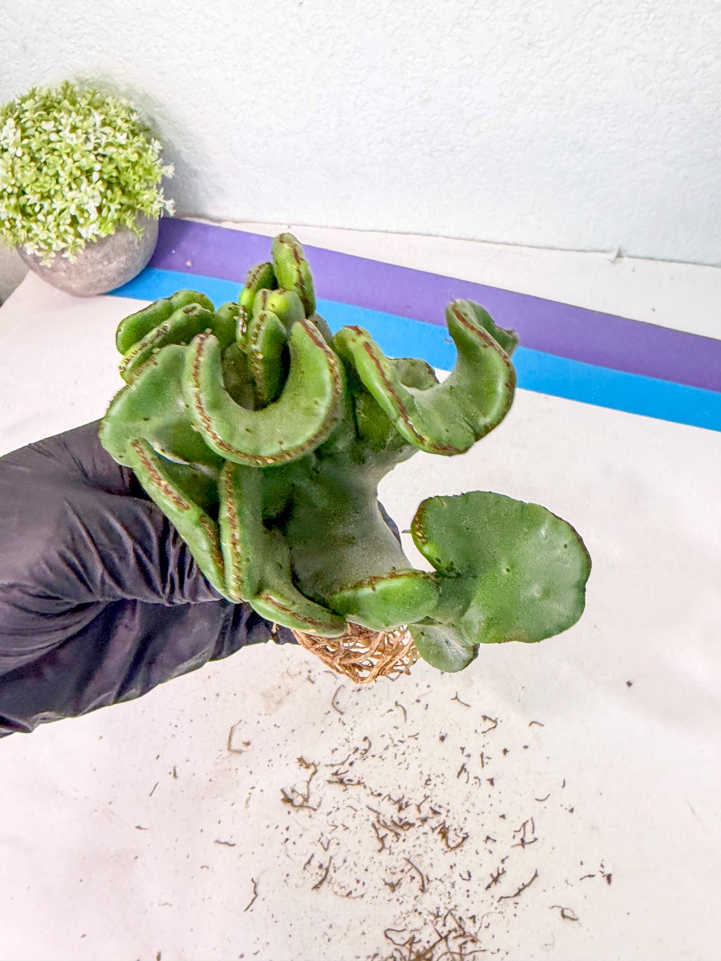 Eupho Leucodendron Cristata (6) | Exotic Rare Plant