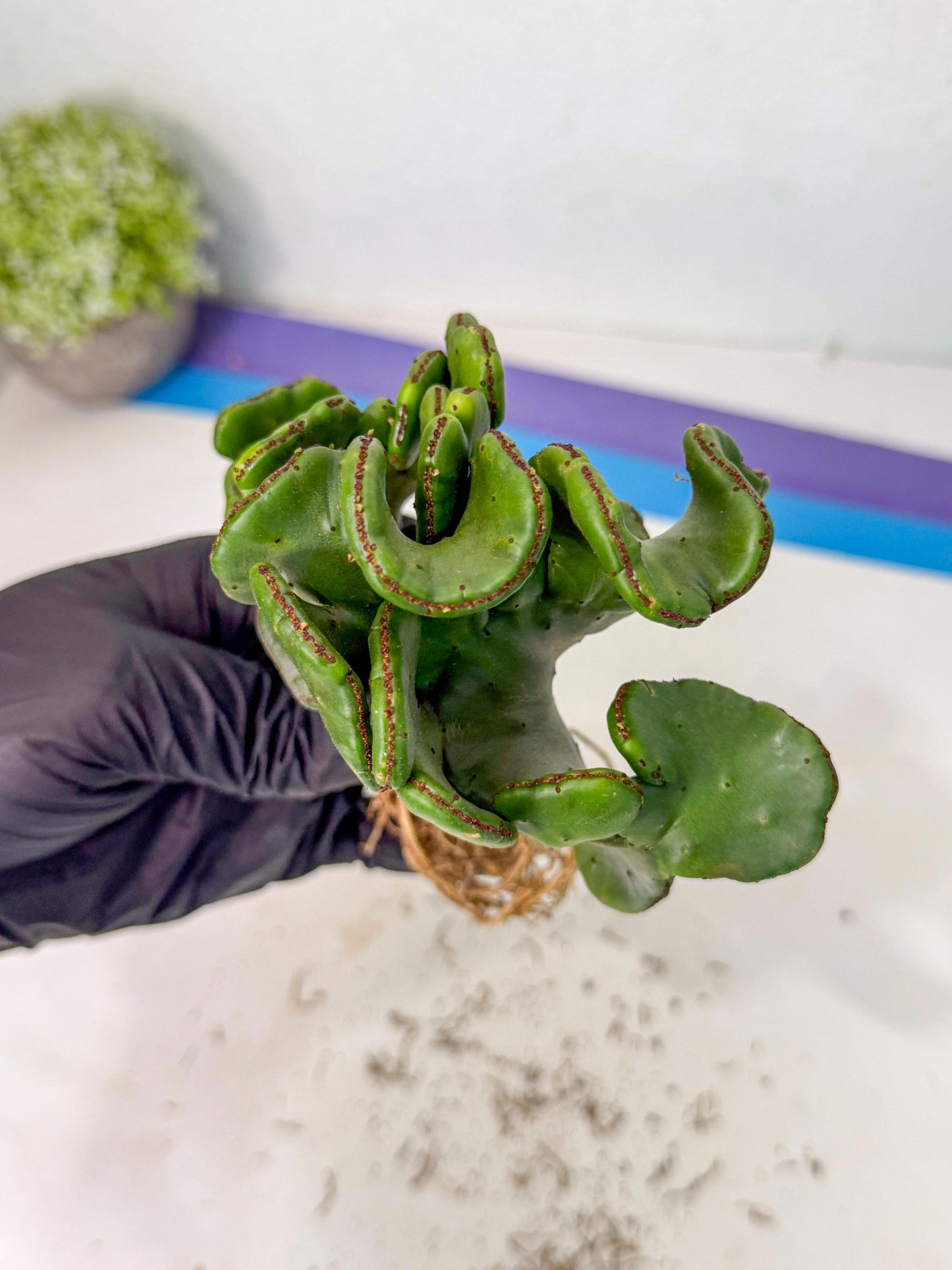 Eupho Leucodendron Cristata (6) | Exotic Rare Plant