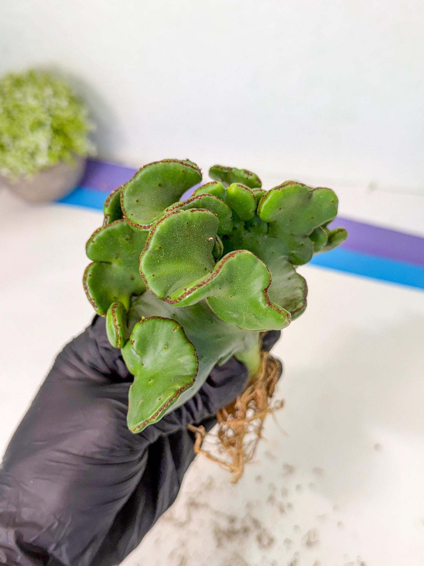 Eupho Leucodendron Cristata (6) | Exotic Rare Plant