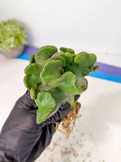Eupho Leucodendron Cristata (6) | Exotic Rare Plant
