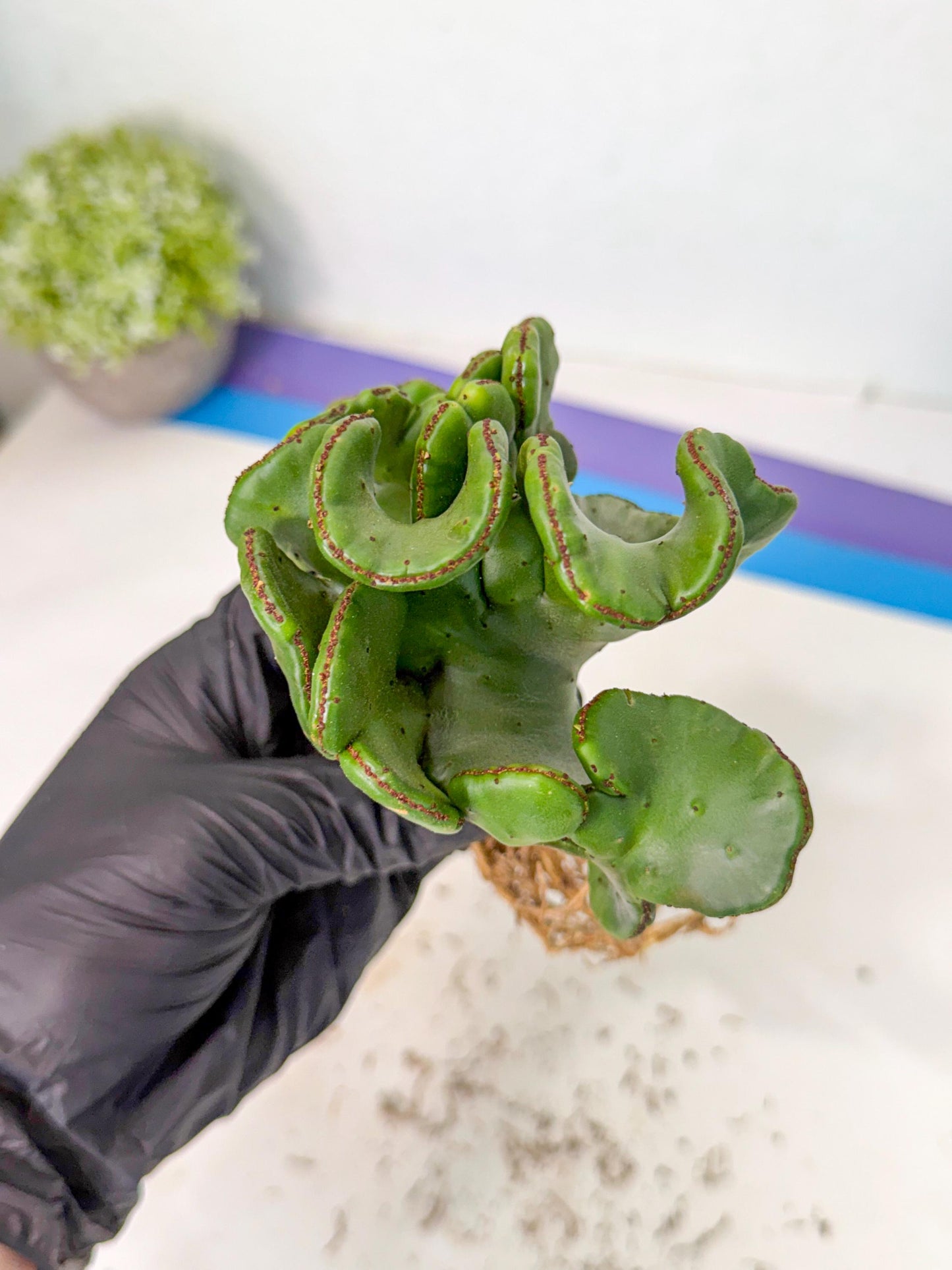 Eupho Leucodendron Cristata (6) | Exotic Rare Plant