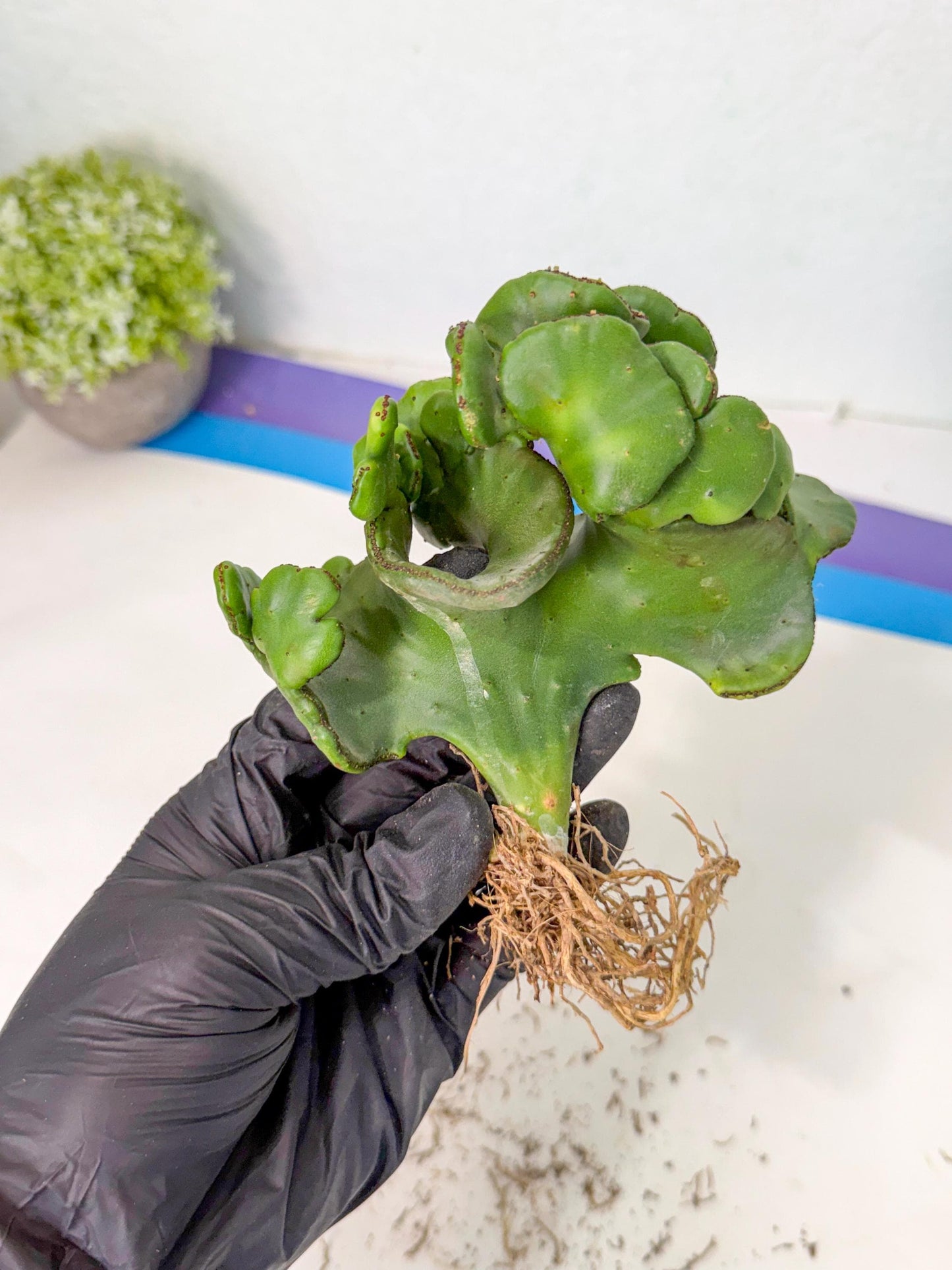 Eupho Leucodendron Cristata (6) | Exotic Rare Plant
