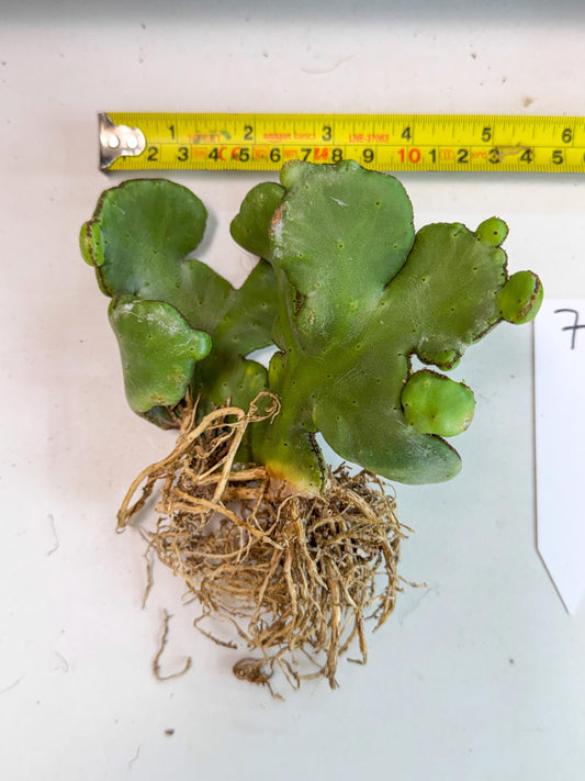Eupho Leucodendron Cristata (7) | Exotic Rare Plant