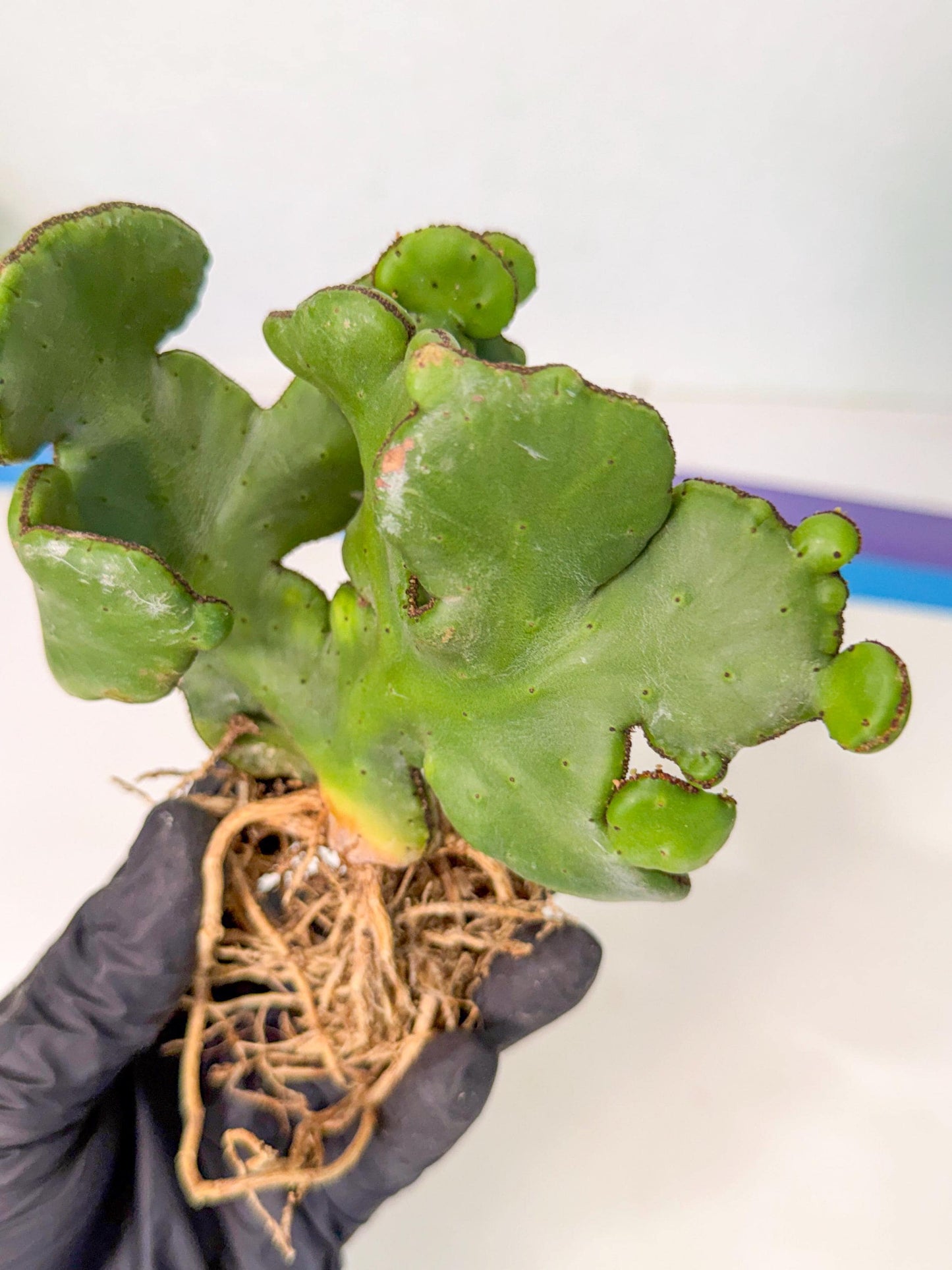 Eupho Leucodendron Cristata (7) | Exotic Rare Plant